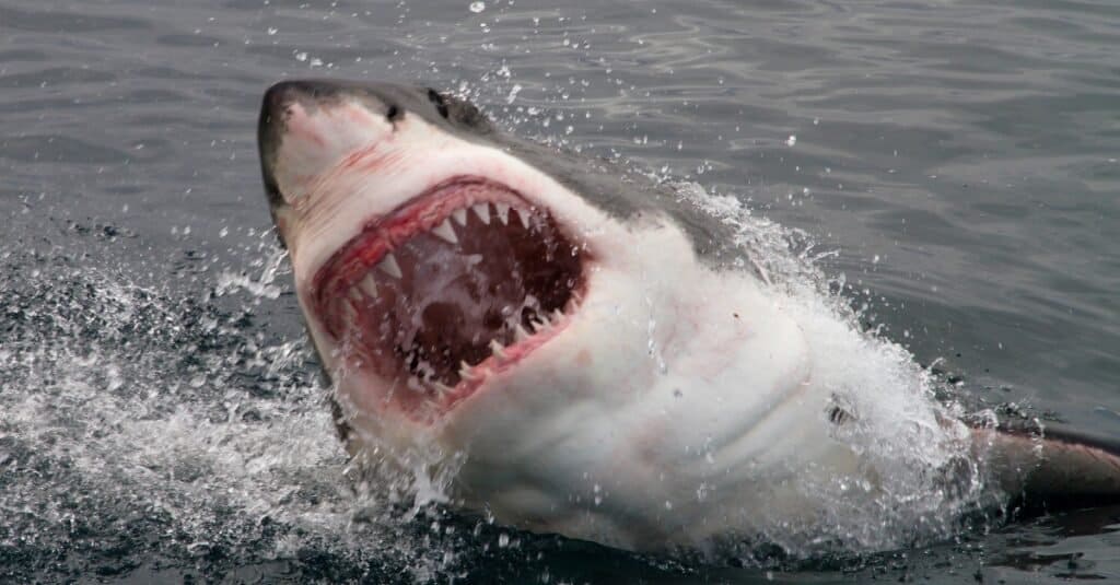 Real Life Jaws Spotted - 30ft Great White Shark By Boat - A-Z Animals