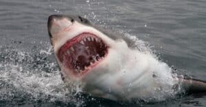 Huge Great White Shark Almost Picks Man off Boat Just Off The Coast in Massachusetts Picture