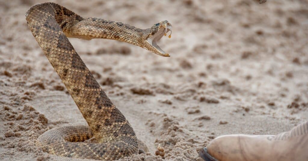 What to Do if a Rattlesnake Bites Your Dog