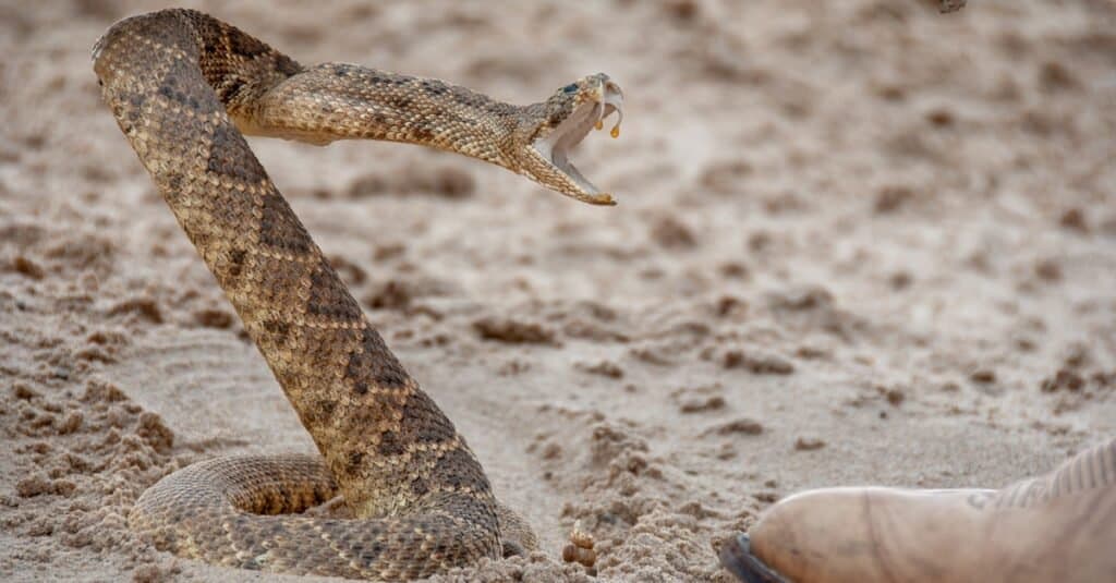 can dogs survive rattlesnake bites