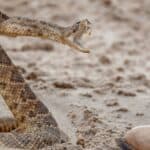 Rattlesnake bites can be dangerous but are very rarely fatal to humans. With proper medical treatment, including antivenin, bites are usually not serious.