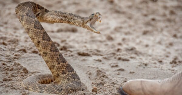 What Do Rattlesnakes Eat? Their Diet Explained - A-Z Animals