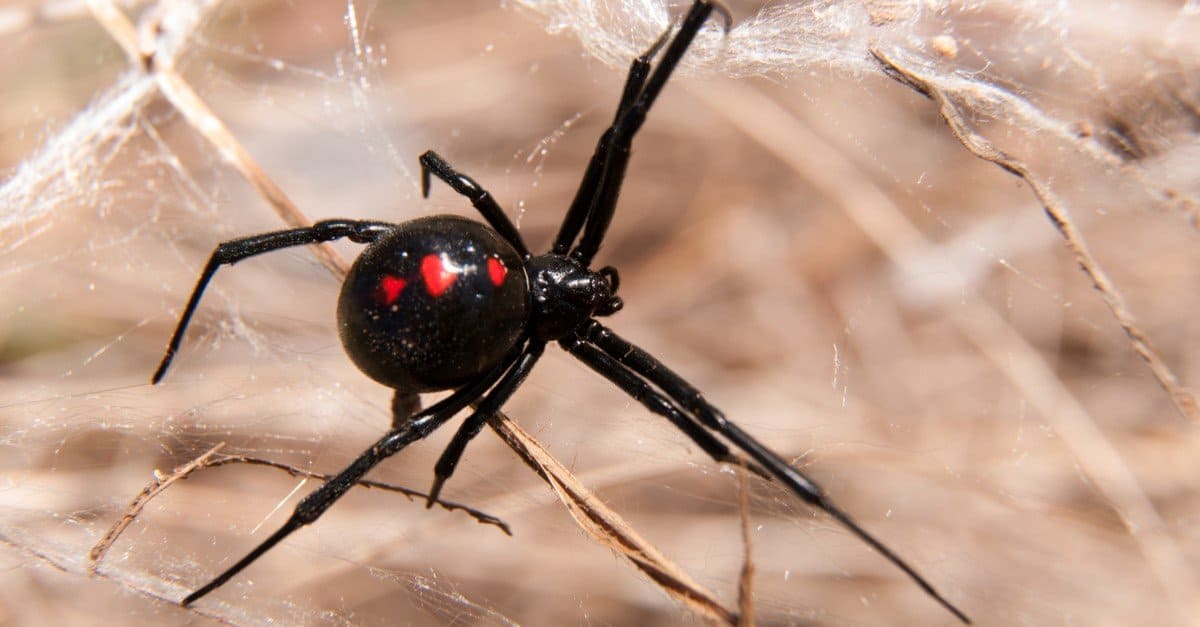 You See a Venomous Black Widow Spider. These Lizards See a Snack. - The New  York Times