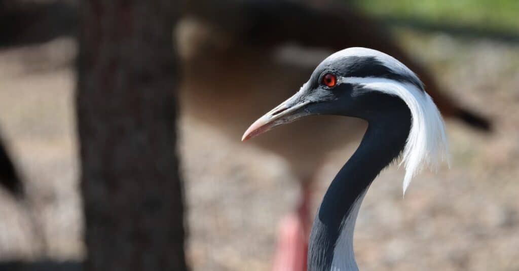 Birds with the craziest hair: Demoiselle Crane