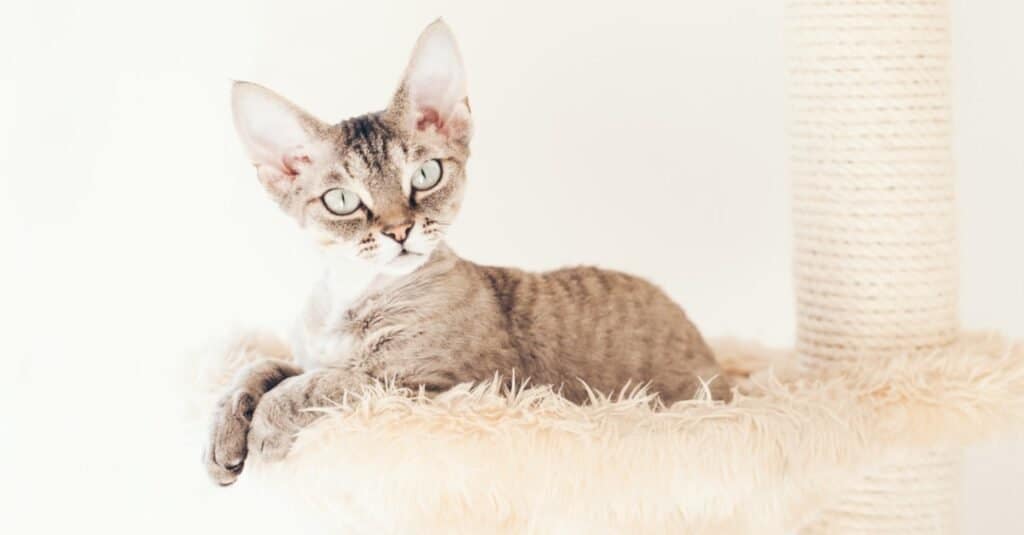 Devon Rex relaxing in its cat house