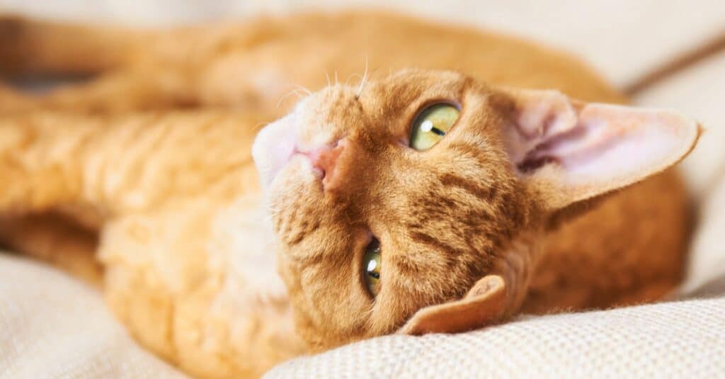 Devon Rex laying upside down on the bed