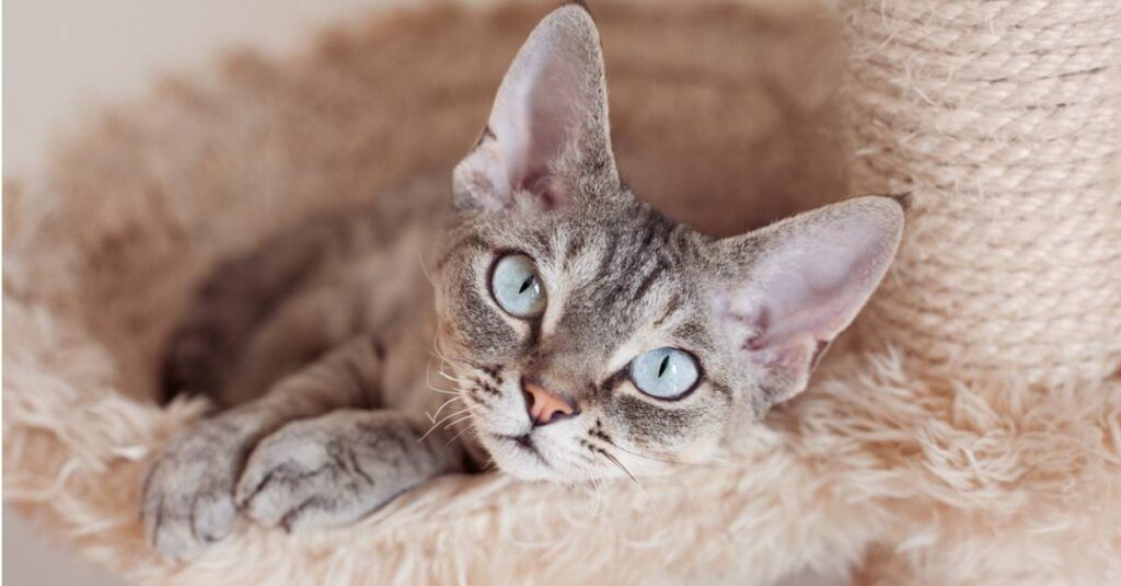 Devon Rex laying down on pillow