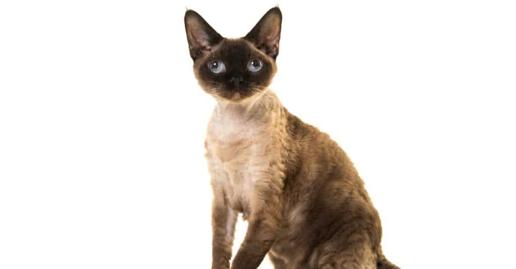 isolated Devon Rex