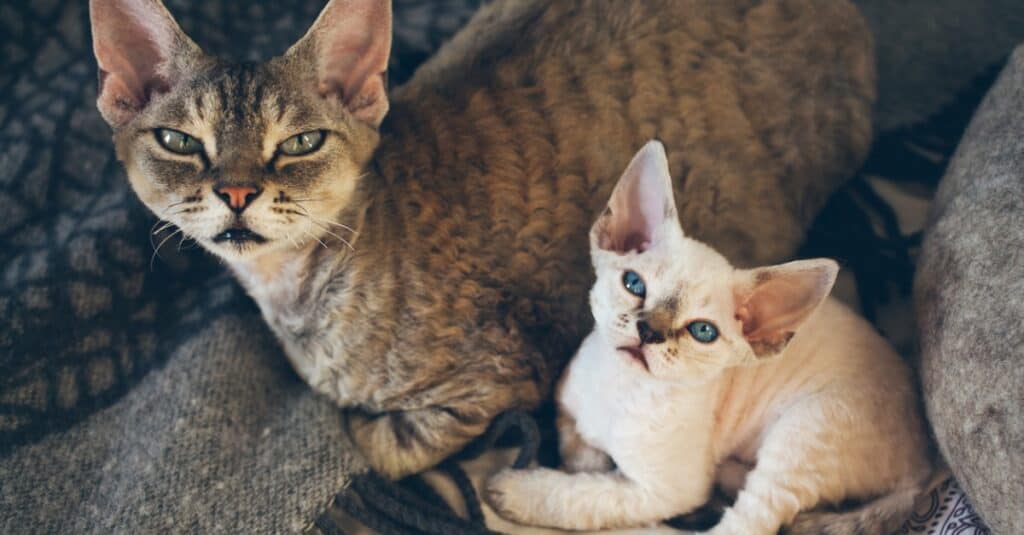 Devon Rex kitten laying with mother