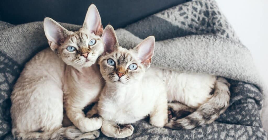 Devon Rex cats snuggling on a blanket