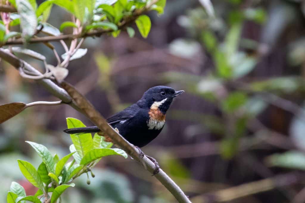 coolest bird names