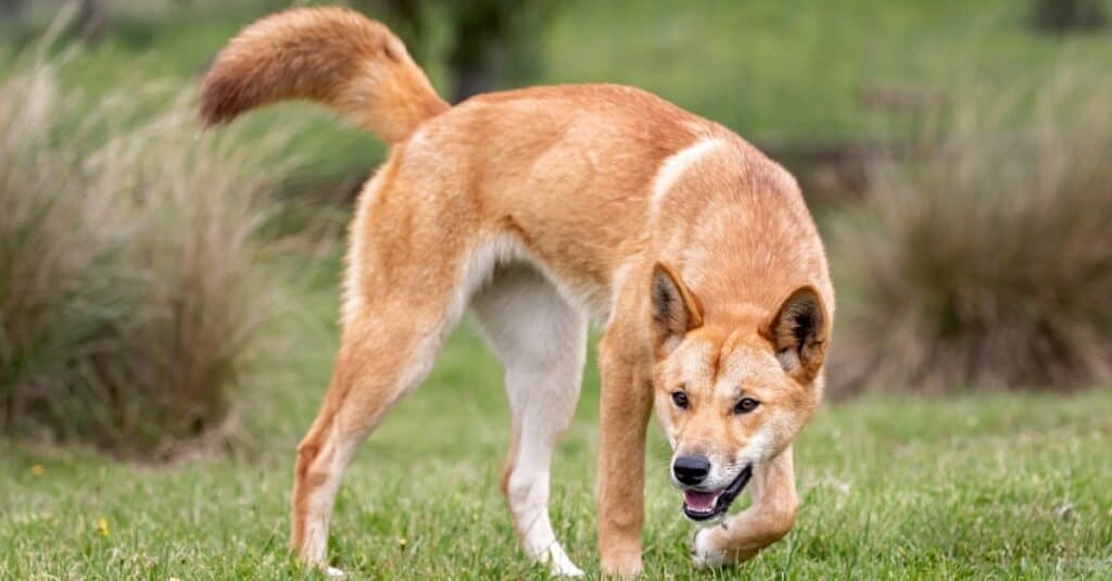 Dingo Animal Facts  Canis Lupus Dingo - A-Z Animals