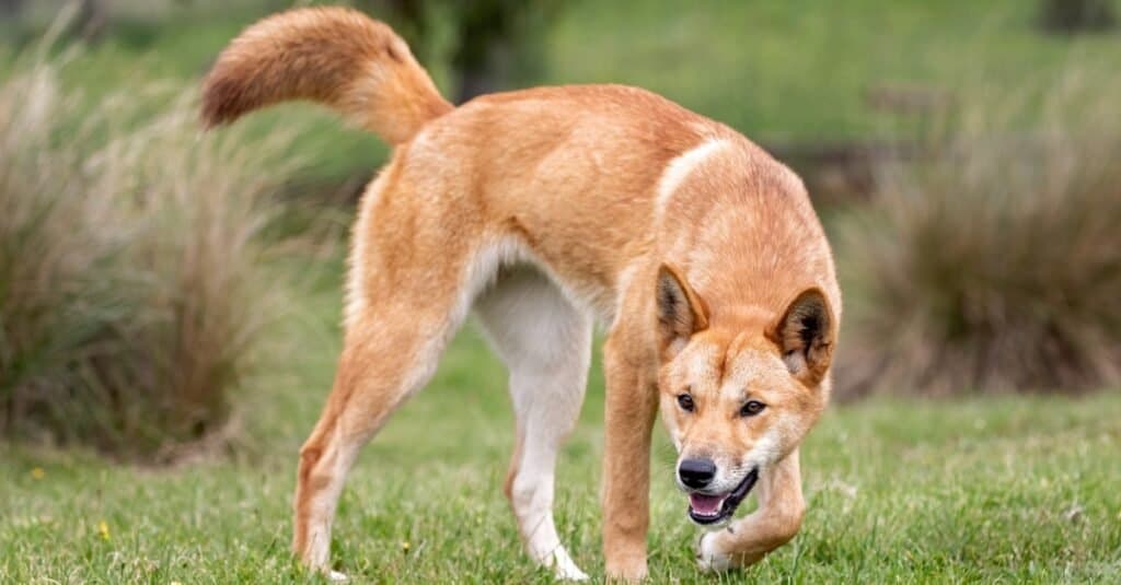 Dingo Animal Pictures A Z Animals Dingo Animal Pictures A Z Animals