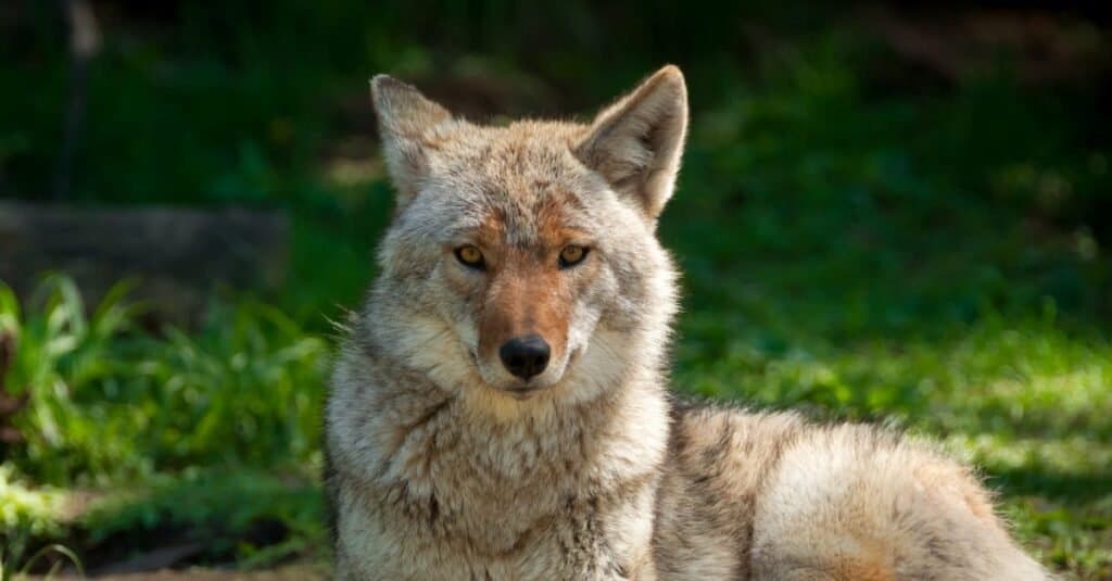 A coyote lies on a grassy field, looking off into the distance. 