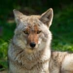 Coyotes live in family packs 