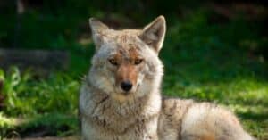 Coyote Predators: What Eats Coyotes?  photo