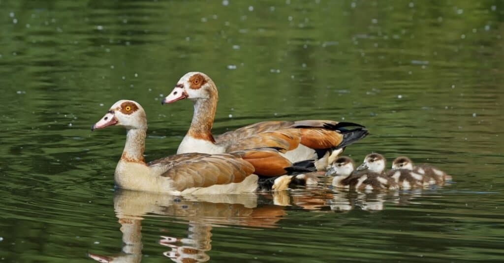 duck vs goose