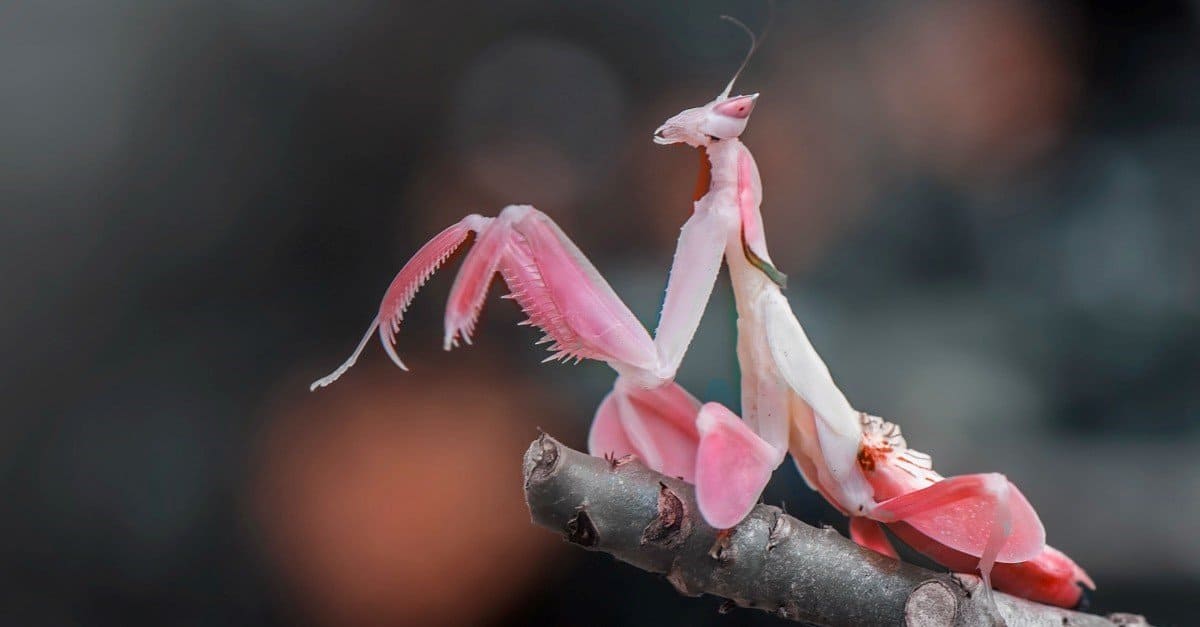 praying mantis eating bird