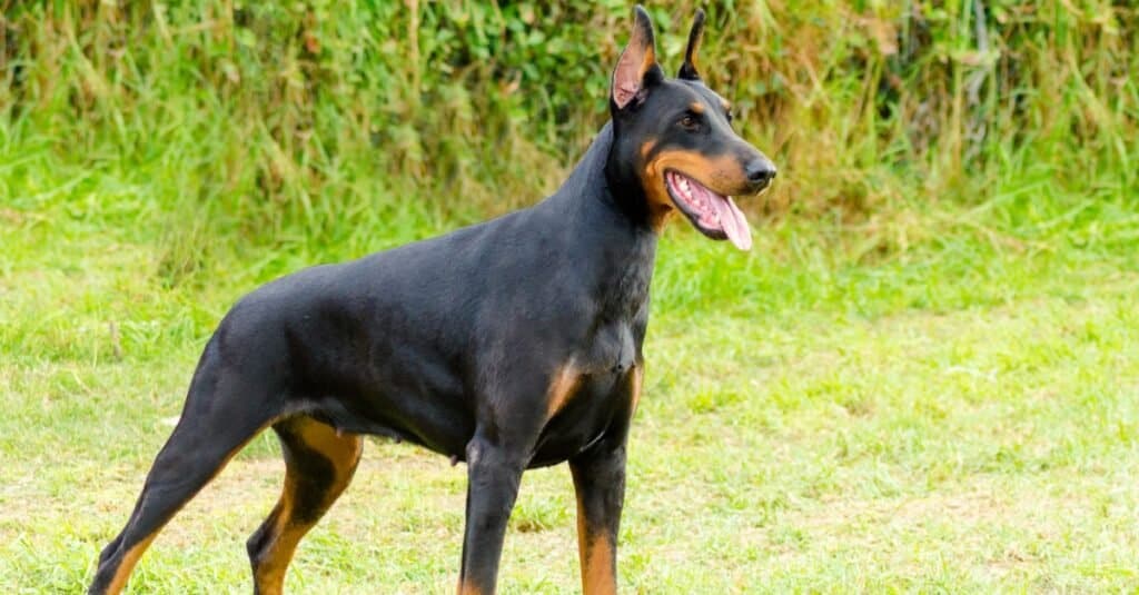 side view of Doberman Pinscher standing