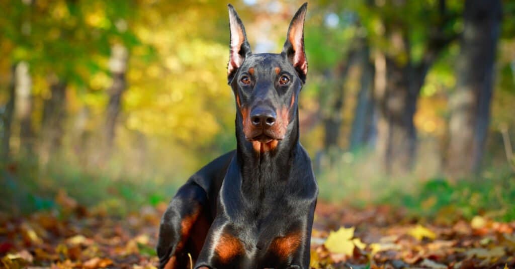 Doberman pinscher with erect ears laying in leaves- an apt dog breed for attack, guard, and self-defense purposes