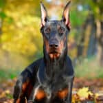 The Doberman Pinscher was first bred by a tax collector. 