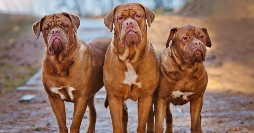 tibetan mastiff bite force