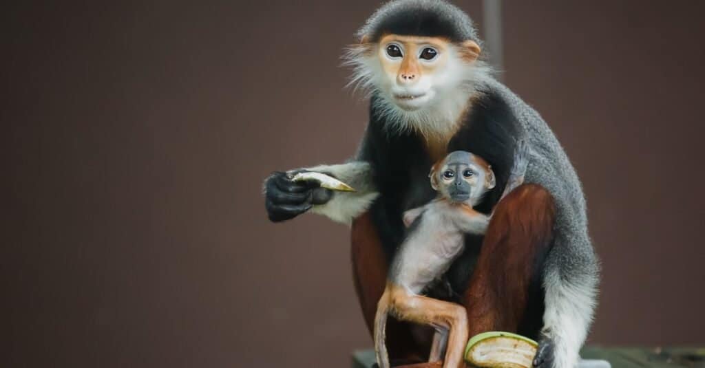 Douc Langur monkey mother and baby eating.
