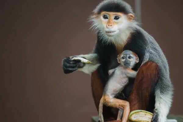 Douc Langur monkey mother and baby eating.
