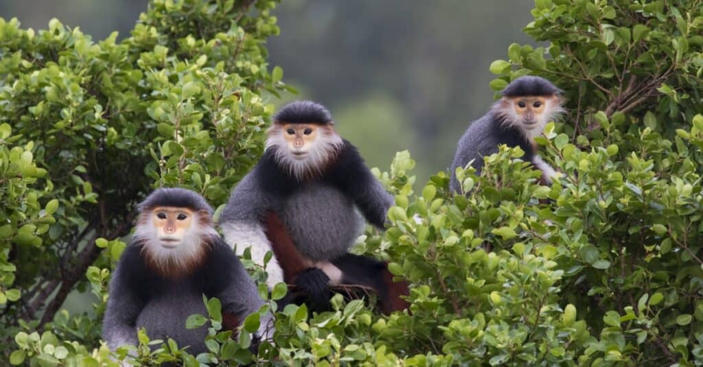 A male with 2 females Red-shanked douc, Da Nang, Vietnam.