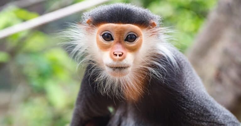 Close up face of Red shanked douc langur