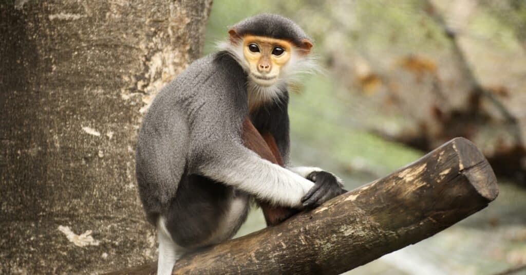 Red-shanked douc langur up in a tree.