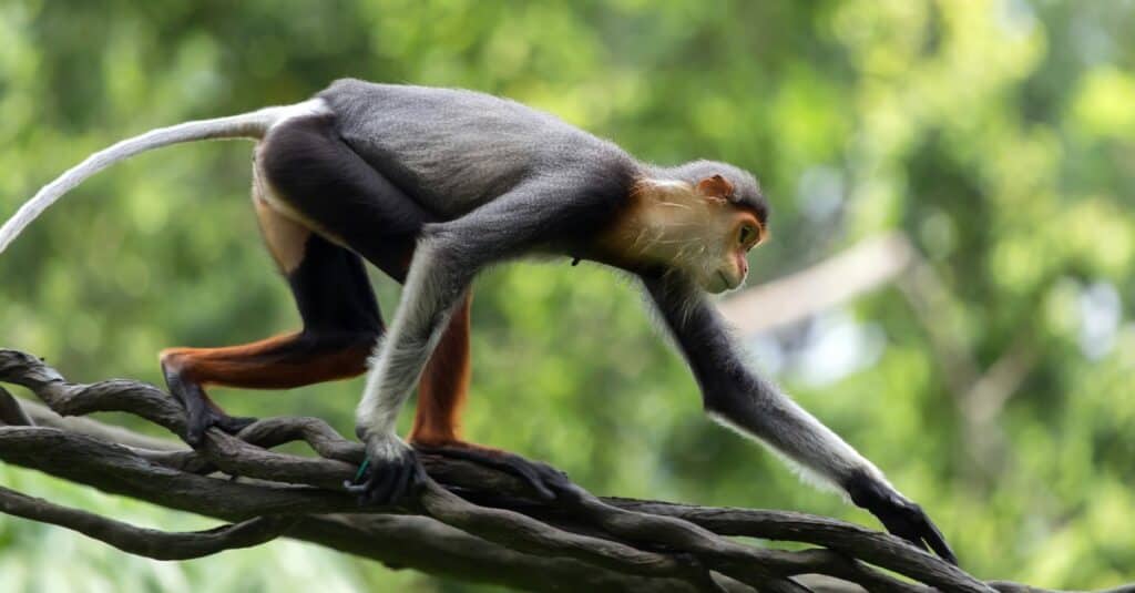 Douc langur feeding on the trees.