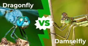 Dragonfly vs Damselfly: 6 Key Differences Explained Picture