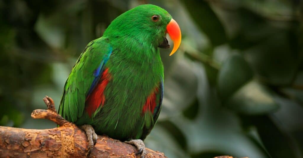 fat Eclectus Parrot perched