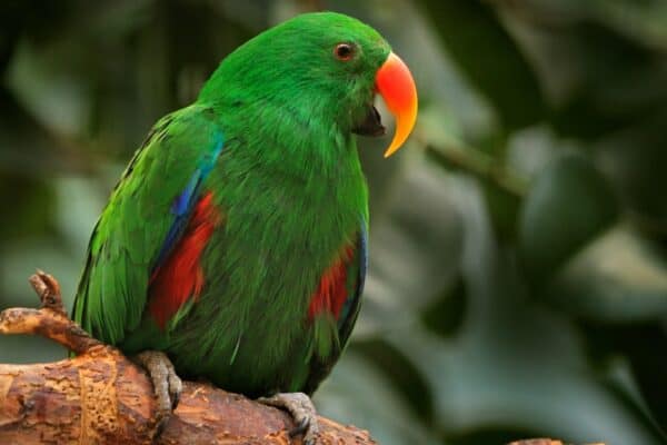 The Eclectus Parrot sexes are so different that they look like different species. 
