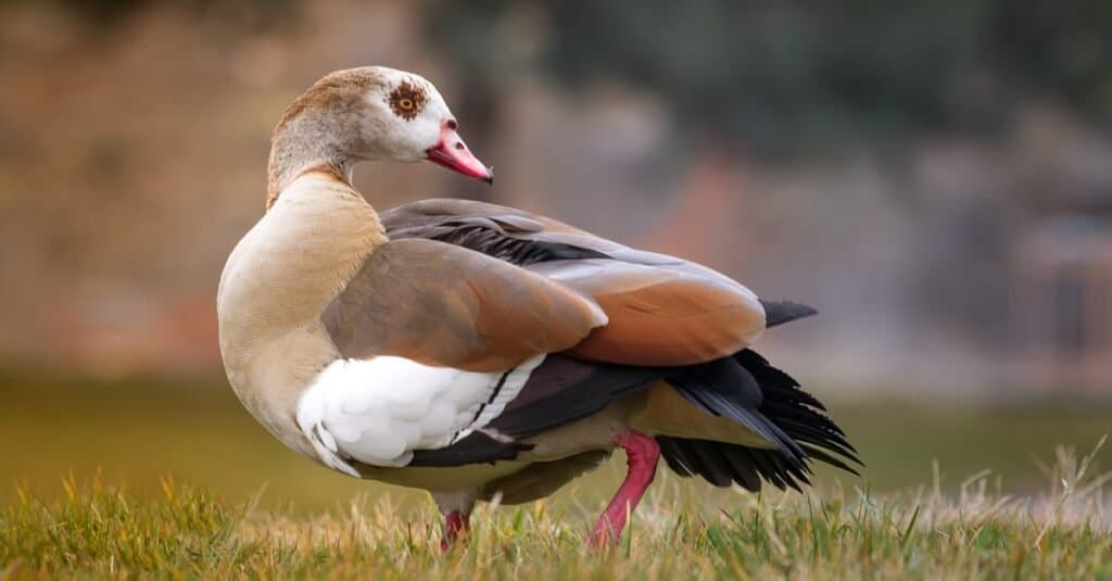 goose with teeth