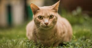 10 Reasons You Should Never Leave Cat Poop in Your Yard Picture