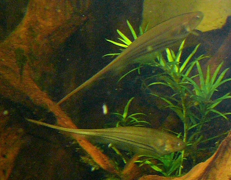 Glass Knifefish