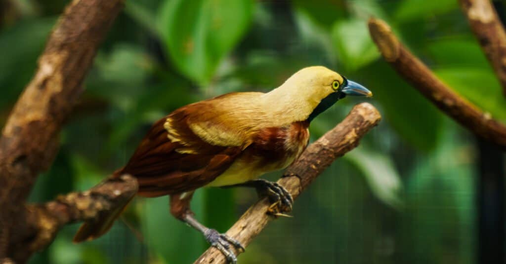 Birds with the coolest names: Emperor Bird-of-Paradise