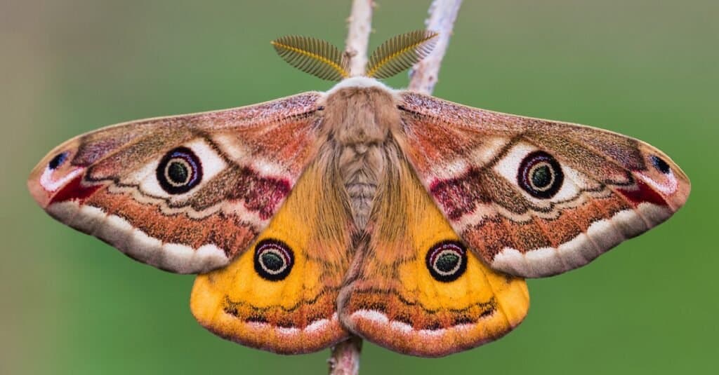 Emperor Moth