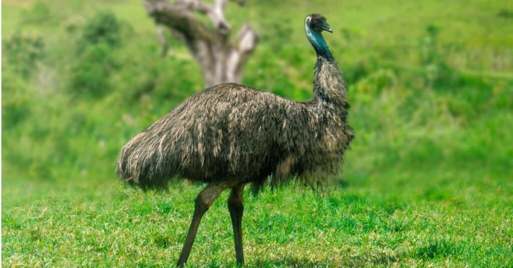 Types of Big Birds