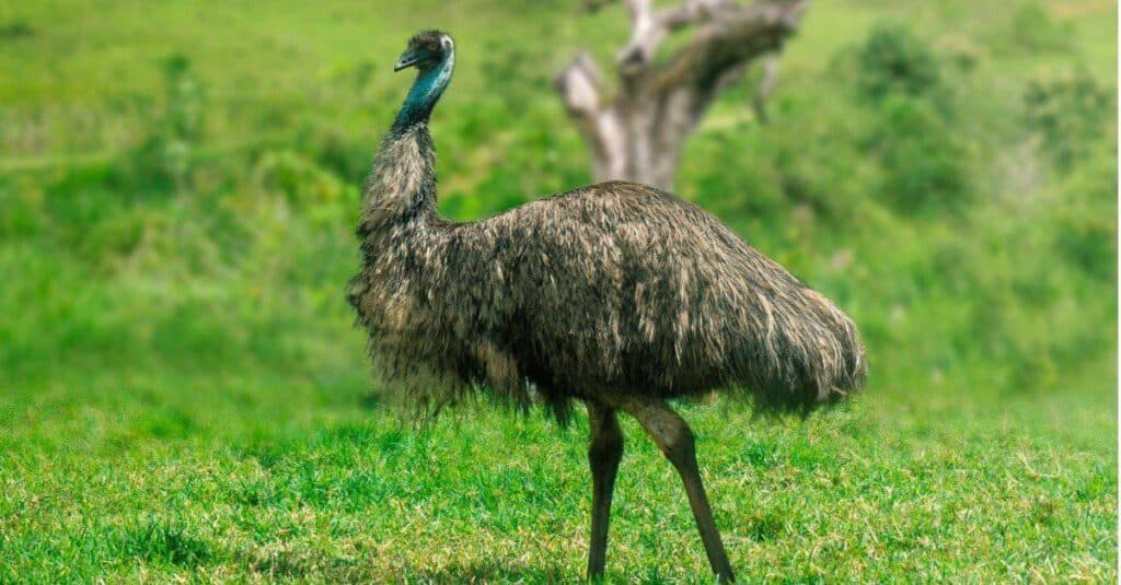 Emu vs Cassowary