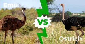 Emu vs. Ostrich: 9 Key Differences Between These Giant Birds Picture