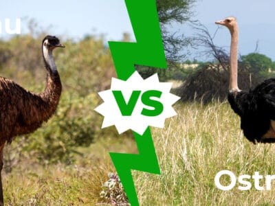 A Emu vs. Ostrich: 9 Key Differences Between These Giant Birds