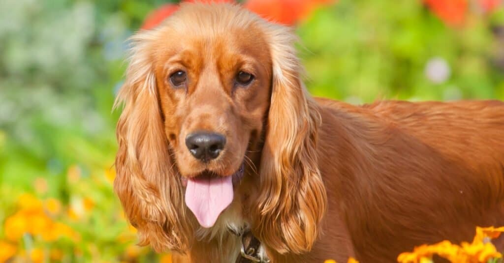 Types of Retriever Dogs