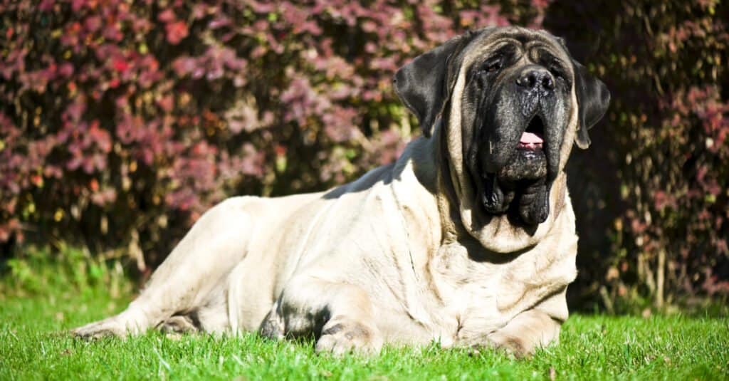 close up of an English mastiff laying in grass