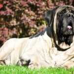 The English Mastiff is an exceptional working dog. 
