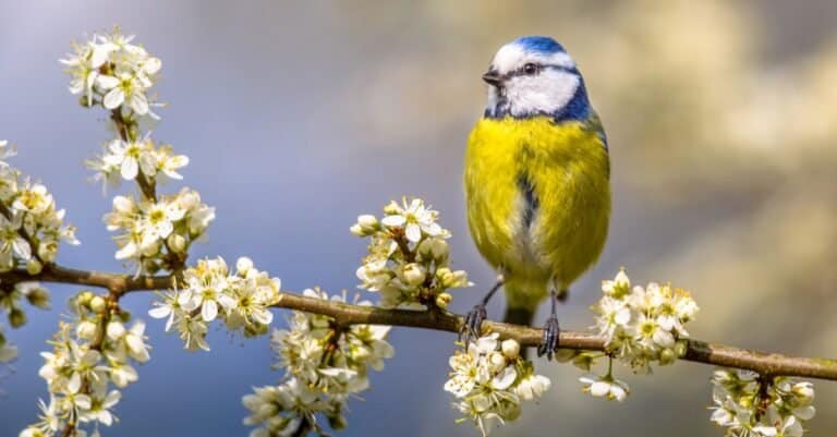 Birds with yellow chests: Eurasian Blue Tit