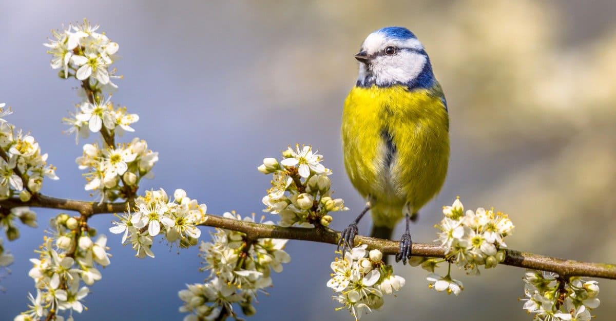 Horizontal photo of single blue tit. Small bird with nice yellow