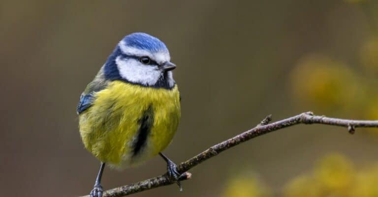Birds with yellow chests: Eurasian Blue Tit